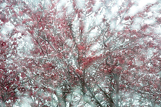 雪后碧桃林