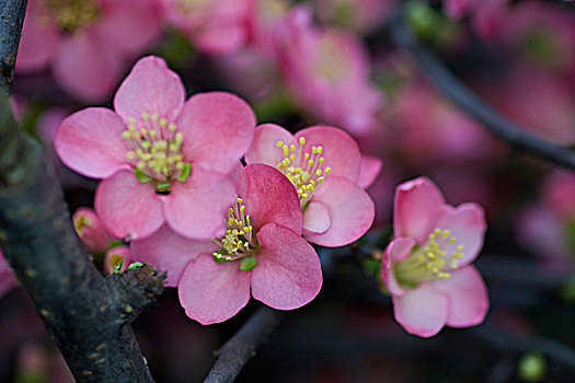 花卉,微距,特写,美丽,漂亮,诱惑,花朵,生机,鲜艳,艳丽,海棠