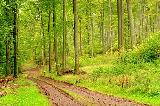 路,山毛榉,树林,小路