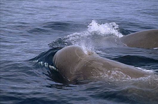 宽吻海豚,鲸,一对,平面,新斯科舍省