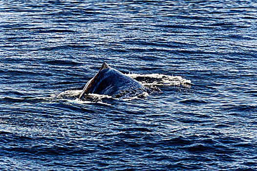 背鳍,鳍,抹香鲸,韦斯特阿伦,挪威,欧洲