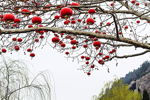 中国,红灯笼,树枝,春天