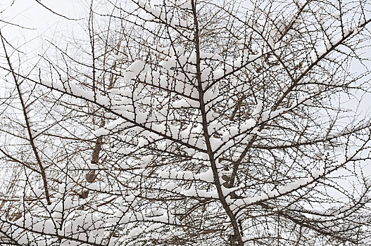 冬季里雪后冰晶玉洁的雪枝