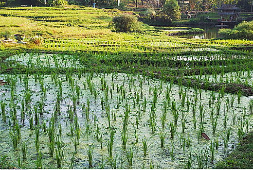 稻田,靠近,清迈,泰国