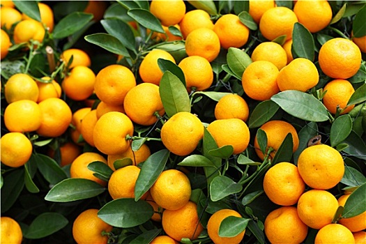 金橘,春节