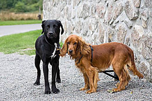 宠物,狗,黑色拉布拉多犬,可卡犬,丹麦
