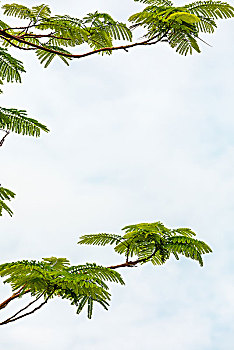 天空纯净背景下的嫩黄绿叶