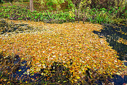 湖,遮盖,彩色,秋叶,黄色,橙色,秋天,树林