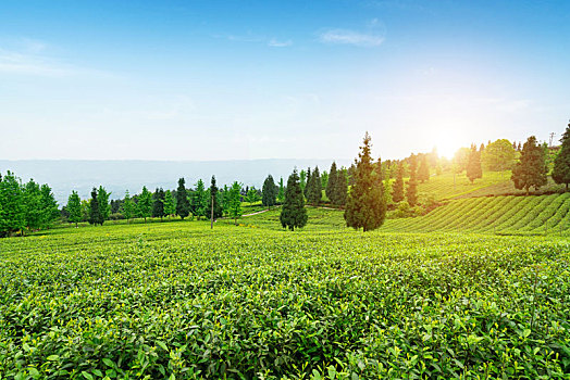 高山生态茶园