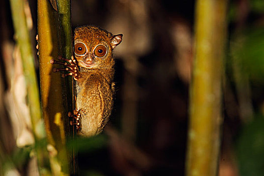 眼镜猴,国家公园,苏门答腊岛,印度尼西亚