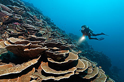 潜水,灯,漂浮,高处,陡峭,液滴,孔隙,珊瑚,形状,平台,巴厘岛