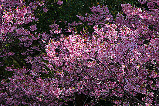 日本福冈西公园樱花