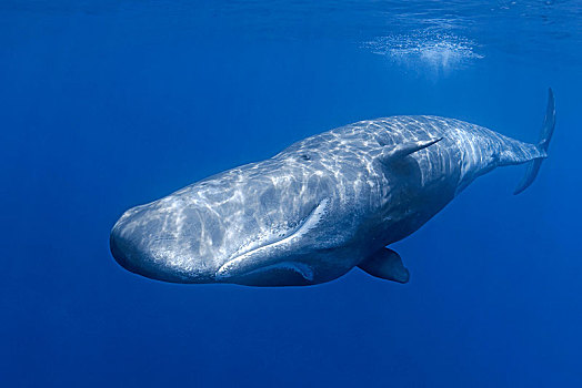 抹香鲸,深海,亚速尔群岛