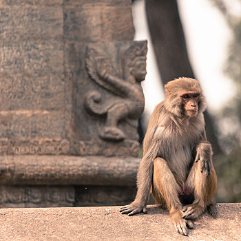 年轻,猕猴,猴子,四眼天神庙,加德满都山谷,尼泊尔
