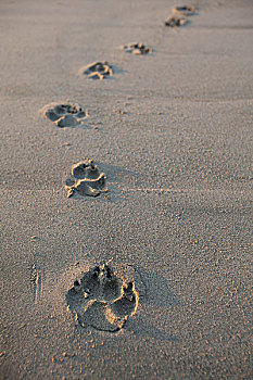 动物脚印,狗,轨迹,濒危,稀有,沿岸,沙丘,海滩,长滩,环太平洋国家公园,靠近,不列颠哥伦比亚省,加拿大