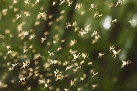 亚洲虎蚊,白腺斑蚊,成群