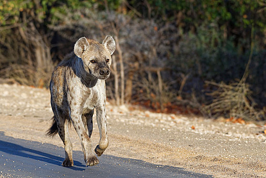 斑鬣狗,成年,女性,跑,道路,克鲁格国家公园,南非,非洲