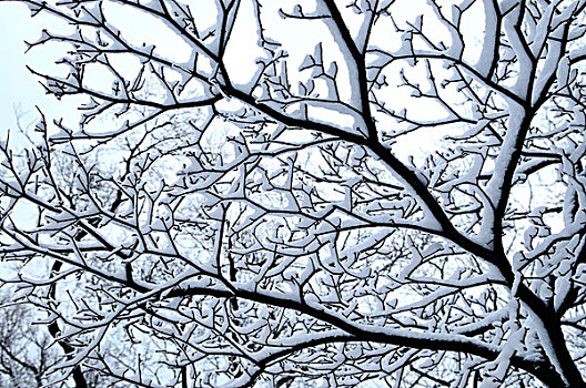 枝条,冬天,树