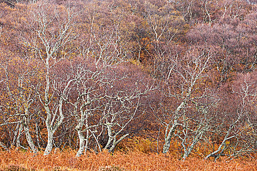 彩色,风景,树,叶子,秋天,苏格兰