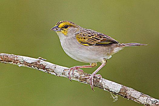 麻雀,栖息,枝条,靠近,国家公园,东南部,厄瓜多尔