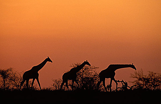 长颈鹿,日落,克鲁格国家公园,南非,非洲
