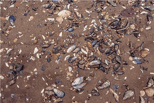 蛤蜊,壳,沙子