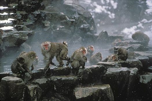 日本猕猴,雪猴,军队,温泉,日本