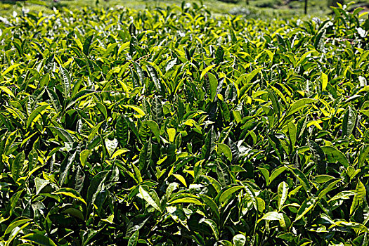 茶叶,特写,茶,农作物,茶园,喀拉拉,印度,南亚,亚洲