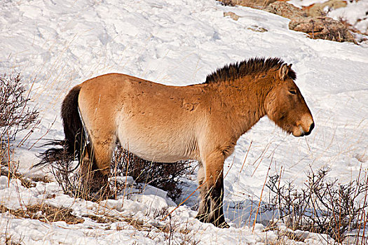 马,冬天,国家公园,蒙古