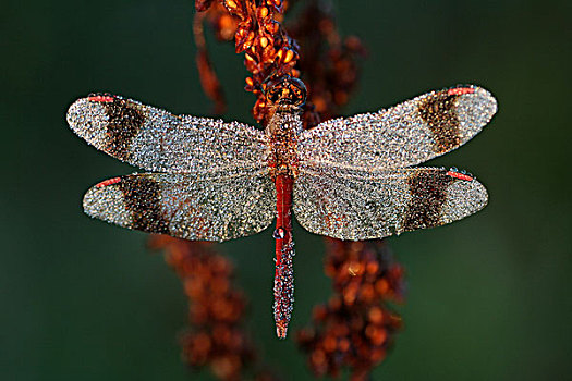 蜻蜓,遮盖,露珠,上艾瑟尔省,荷兰