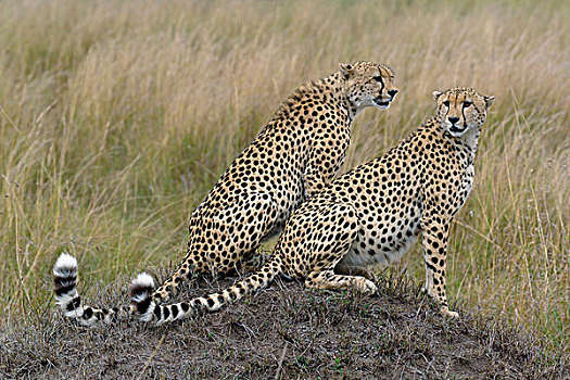 一对,成年,印度豹,兄弟,猎豹,马塞马拉野生动物保护区,肯尼亚