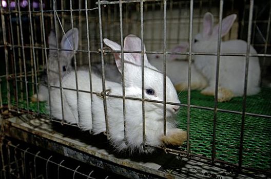 兔子,出售,市场,曼谷,泰国