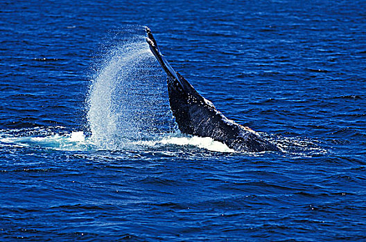 驼背鲸,大翅鲸属,鲸鱼,动作,尾部,水,表面,阿拉斯加