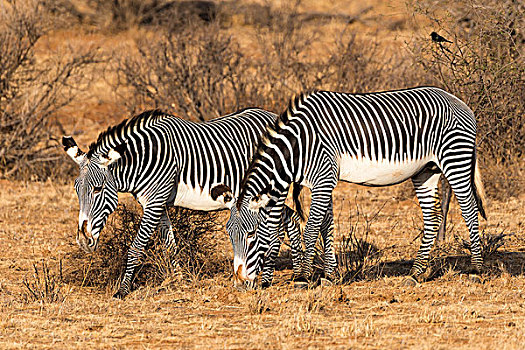 细纹斑马,放牧,萨布鲁国家公园,肯尼亚,非洲