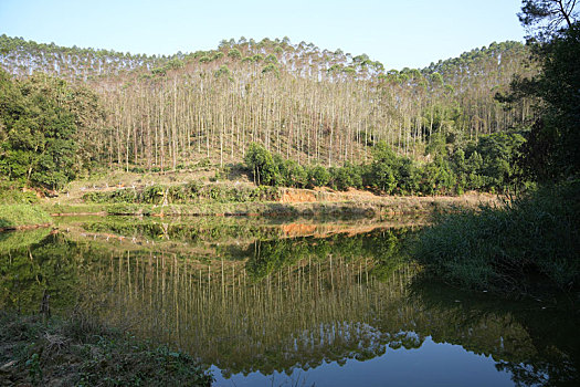 2024春节南方新农村绿水青山鱼塘密林美景