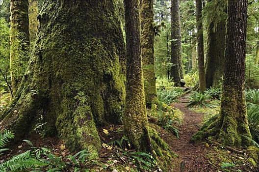 成熟林,雨林,省立公园,温哥华岛,不列颠哥伦比亚省,加拿大