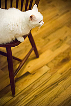绒毛状,白色,猫,栖息,椅子,高处,木地板