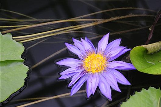 蓝色,荷花,睡莲属植物,紫罗兰,花