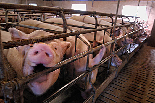 工业,农场,饲养,小猪