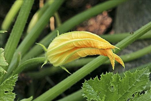 西葫芦花,植物