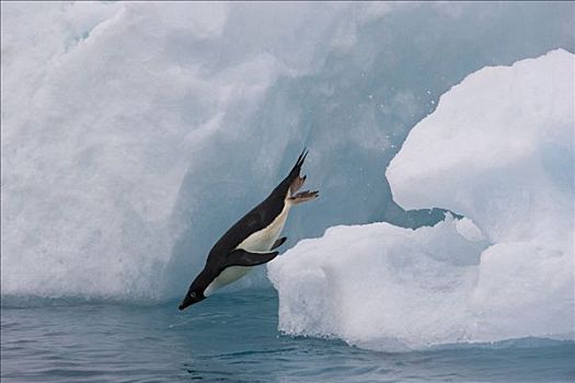 阿德利企鹅,冰山,边缘,保利特岛,南极
