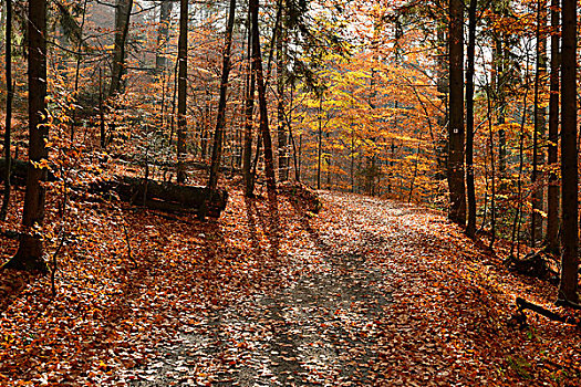 林中小径,落叶林,欧洲山毛榉,风景,秋天