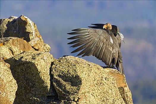 加州秃鹰,成年,展翅,濒临灭绝,穿,无线电,发射器,鸟,北美,脚,翼展,靠近,锡安国家公园,犹他