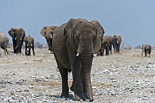 雄性,非洲象,牧群,后面,埃托沙国家公园,纳米比亚,非洲