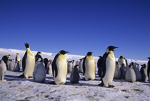 南极,冰架,帝企鹅,生物群,冰山
