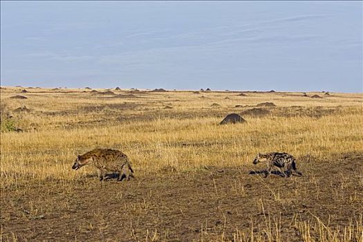 斑鬣狗,母兽,6个月大,幼兽,走,泥,翻腾,马赛马拉国家保护区,肯尼亚