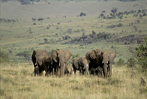 非洲象,马赛马拉,肯尼亚