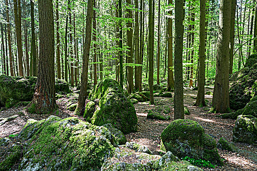 小树林,山毛榉,树林,弗兰哥尼阶,瑞士,上弗兰科尼亚,巴伐利亚,德国,欧洲