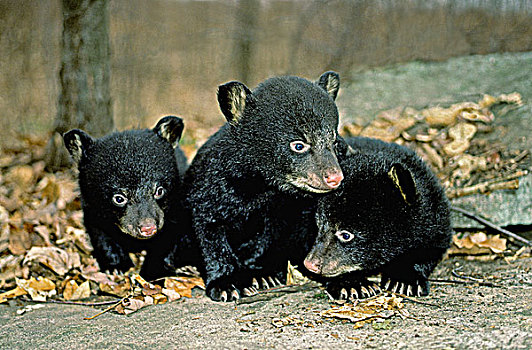 老,黑熊,幼兽,美洲黑熊,探索,户外,纳塔耳,窝,北方,硬木,树林,宾夕法尼亚,美国