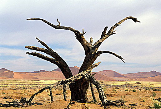 索苏维来地区,纳米比诺克陆夫国家公园,纳米比亚